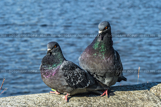 A series of images. Two blue pigeons are sitting on a stone surface. Birds are engaged in a love game. They kiss and copulate. There is a water space in the background. Стоковое фото, фотограф Владимир Ендовицкий / Фотобанк Лори