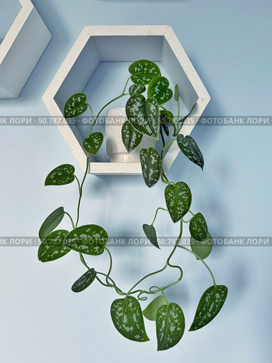 A silver pothos plant cascades from a white pot on a hexagonal shelf against a blue wall. Concept of: Indoor greenery. Стоковое фото, фотограф Ольга Петрова-Апостолова / Фотобанк Лори
