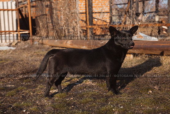 A small black dog is standing sideways in front of a country house in the countryside in autumn. Стоковое фото, фотограф Неведицына Елена / Фотобанк Лори