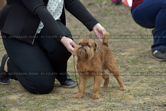 A small red Brussels Griffon dog. The animal is standing on the ground, holding its body and tail straight, demonstrating a show stance. A man in black clothes supports the dog by the head and tail, helping to maintain the correct body position. The dog has thick, hard hair, an expressive muzzle with a beard and mustache, characteristic of this breed. The photo was taken outdoors, the background is blurred, attention is focused on the pet. The image conveys moments of a dog show, training or professional training. Suitable for the topics of cynology, training, dog shows, rare breeds, pets. Стоковое фото, фотограф Анна Кривицкая / Фотобанк Лори