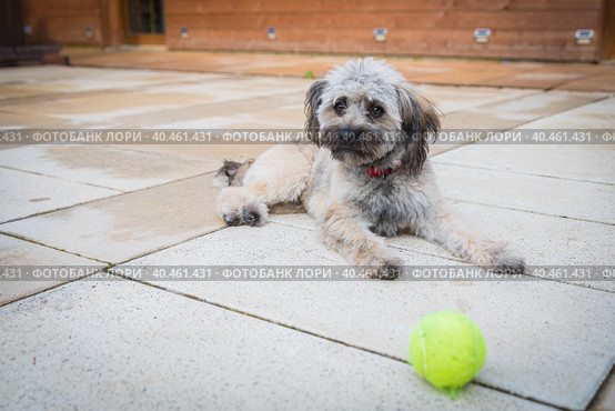 A small shaggy dog is lying on the floor, guarding a tennis ball. Стоковое фото, фотограф Юрий Поздников / Фотобанк Лори
