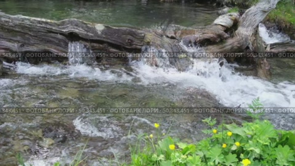 A small waterfall cascades over a textured log in a serene forest setting. Lush green grass surrounds the bank, enhancing the tranquil atmosphere of this forest stream. Стоковое видео, видеограф Зворыгина Елена / Фотобанк Лори
