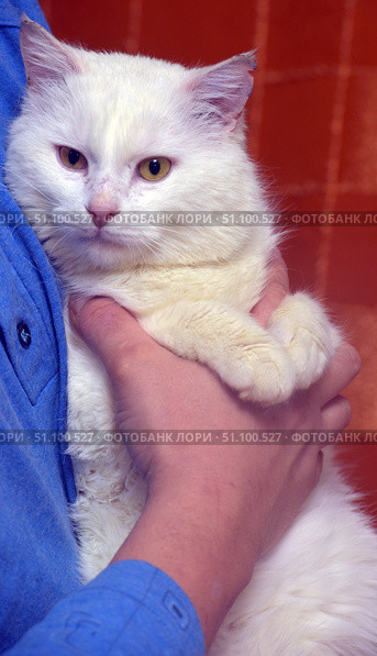 A snow-white fluffy cat with yellow-amber eyes. The animal sits calmly in the arms of a man in a blue shirt. The cat looks well-groomed, with soft thick fur and an expressive look. Its muzzle is directed directly at the lens, which creates a feeling of trust and closeness. A close-up emphasizes the details: a pink nose, fluffy paws, delicate ears. The warm background contrasts with the white fur, making the image bright and cozy. Стоковое фото, фотограф Анна Кривицкая / Фотобанк Лори