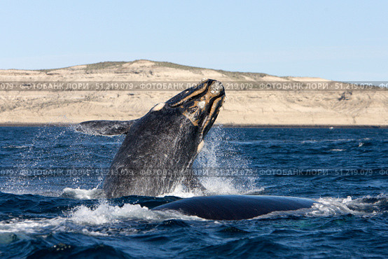 A southern right whale calf breaching the waters off Argentina. VW Pics/Stocktrek Images/TASS. Стоковое фото, агентство ТАСС / Фотобанк Лори