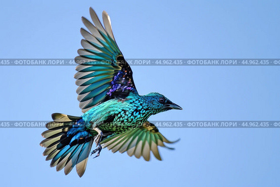 A Spangled Cotinga in mid-flight, its iridescent plumage reflecting the sunlight. Стоковое AI-изображение, AI-художник Veniamin Kraskov / Фотобанк Лори