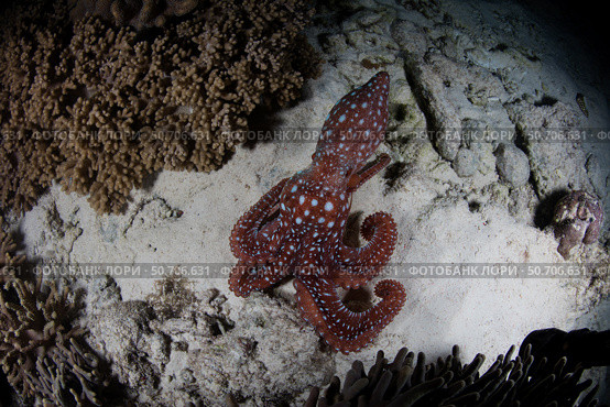 A starry night octopus, Callistoctopus luteus, searches for prey on a reef at night. Стоковое фото, фотограф Ethan Daniels/Stocktrek Images / ТАСС / Фотобанк Лори