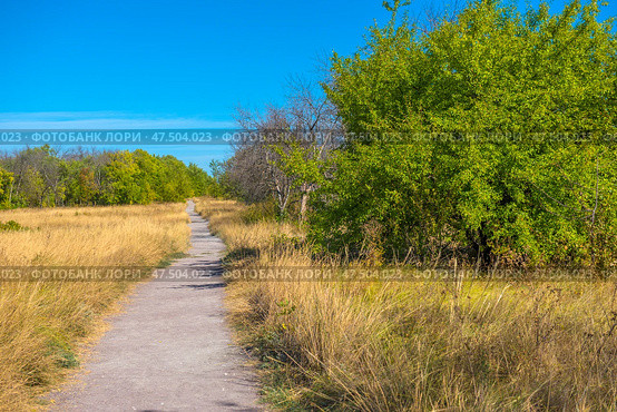 A straight path running through an autumn field covered with tall, dry grass. To the left and right of the path are yellowish patches of steppe vegetation. To the right are green trees, in places with a hint of withering, as well as a few bare branches - harbingers of autumn. The blue sky with a light strip of clouds gives the scene a sense of space and silence. The atmosphere is calm, natural and a little secluded - as if this place is ideal for reflection or a solitary walk. Стоковое фото, фотограф Анна Кривицкая / Фотобанк Лори