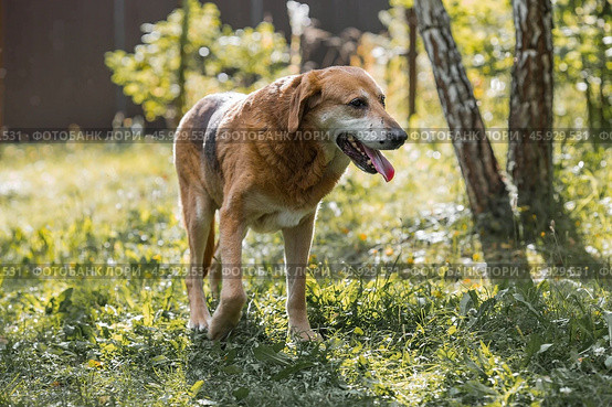 A stray animal. An old sad, abandoned, hungry dog is walking on the street. Shelter, rescue, charitable assistance, donations for homeless animals. Стоковое фото, фотограф Photojuli / Фотобанк Лори