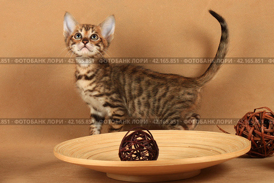 A striped little kitten with big ears stands in the studio near a dish with a decorative rattan ball. Стоковое фото, фотограф Елена Кутепова / Фотобанк Лори