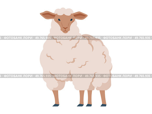 A stylized depiction of a standing sheep with a thick, fluffy wool coat. The sheep is shown in a cute, cartoonish style, isolated on a white background, ideal for farm-related themes and designs.. Standing sheep with thick wool coat, depicted in a stylized and cute manner, isolated on white background. Стоковая иллюстрация, агентство Ingram Publishing / Фотобанк Лори