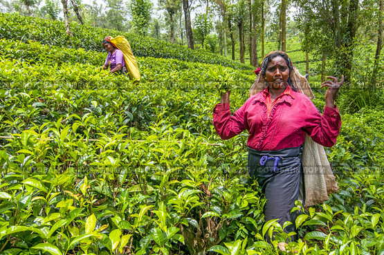 A Tamil woman from Sri Lanka breaks tea leaves on tea plantation with the traditional tea plucking method at haputale, Sri Lanka. Редакционное фото, агентство BE&W Photo / Фотобанк Лори