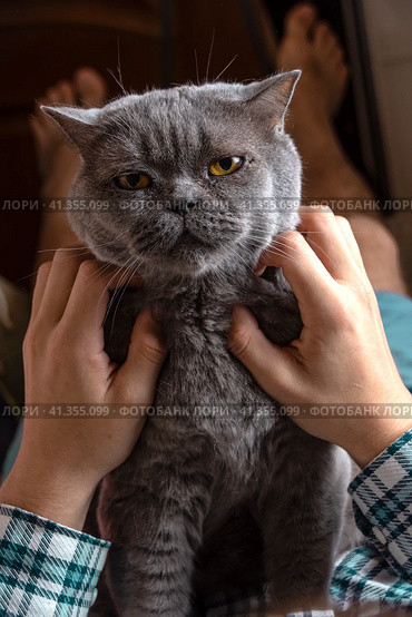 A teenager is lying on the couch at home and stroking a gray Scottish cat. Стоковое фото, фотограф Ярославский Максим / Фотобанк Лори