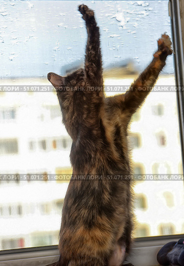 A tortoiseshell cat is standing upright on a windowsill, stretched out on its hind legs and with its front paws raised high, as if trying to reach or touch the window. The blurred silhouette of a multi-story building and a blue sky are visible through the frosted glass. The sunlight softly illuminates the animal's fur, emphasizing its contrasting coloring - a mixture of black, red and brown shades. The scene conveys the cat's curiosity and activity, as well as an atmosphere of home comfort. Стоковое фото, фотограф Анна Кривицкая / Фотобанк Лори