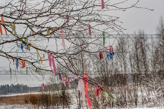 A tree with thin, bare branches, on which multi-colored scraps of fabric and ribbons are hung. The multi-colored elements create a bright contrast with the snow-covered background and winter landscape. Such tree decoration can have a ritual or symbolic meaning, for example, be associated with folk traditions, rituals for the fulfillment of wishes or memorable events. Behind you can see a winter forest and a field covered with snow, creating an atmosphere of silence and mystery. Стоковое фото, фотограф Анна Кривицкая / Фотобанк Лори