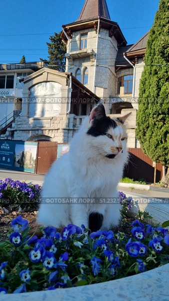 A tricolor cat with white, black and red fur in an urban environment. The animal sits and walks among blooming violets (violas) in a stone flowerbed against the backdrop of an old building with architectural elements. The combination of a fluffy cat, bright colors and a historical background creates an atmosphere of coziness and harmony between people, animals and the city. Such images are suitable for illustrations about urban nature, animals in the city, caring for pets and architecture. Стоковое фото, фотограф Анна Кривицкая / Фотобанк Лори
