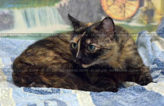 A tricolor tortoiseshell cat with a distinctly contrasting coat color. The animal lies on a blue patterned blanket and looks away, slightly wary and attentive. Its coat combines black, red and golden shades, typical of tortoiseshell cats. Large green eyes stand out against the dark muzzle, creating an expressive and memorable image. The atmosphere of the photo is calm and homely, emphasizing the beauty and individuality of the pet. Стоковое фото, фотограф Анна Кривицкая / Фотобанк Лори