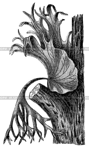 A tropical plant Platycerium grande. Publication of the book "Meyers Konversations-Lexikon", Volume 2, Leipzig, Germany, 1910. Стоковая иллюстрация, иллюстратор Sergey Kohl / Фотобанк Лори