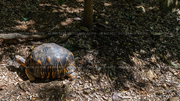 A turtle Astrochelys radiata endemic to Madagascar walks. A shell with beautiful patterns. The neck is stretched out. Top view. Стоковое фото, фотограф Вера Ивановна Кубарева / Фотобанк Лори