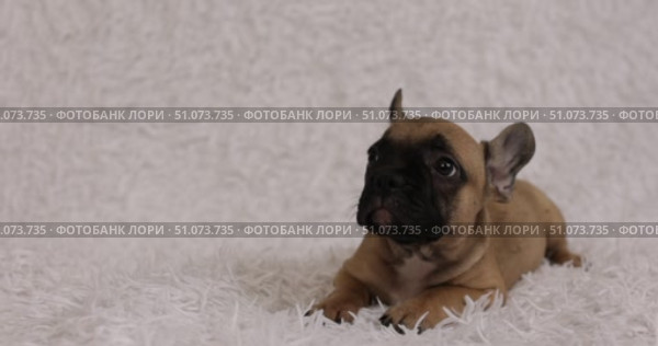 A two-month-old French bulldog puppy looks around curiously. Стоковое видео, видеограф Наталья Угрюмова / Фотобанк Лори