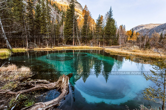 A unique natural phenomenon - turquoise thermal lake in Ulagan district near the village of Aktash in autumn. Altai Republic, Russia. Стоковое фото, фотограф Наталья Волкова / Фотобанк Лори