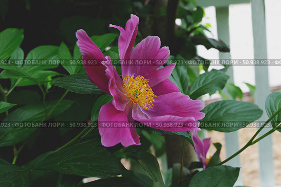 A variety of non-terry peonies. The evasive peony Paeonia anomala, the Wich peony Paeonia veitchii or the milky peony Paeonia Lactiflora. Стоковое фото, фотограф Оксана Медведева / Фотобанк Лори