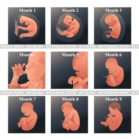 A vector illustration of baby in womb series. Стоковая иллюстрация, агентство Ingram Publishing / Фотобанк Лори