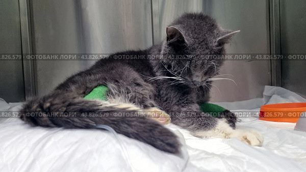 A very sick cat in a veterinary clinic. The cat is sitting in a cage on a white sheet, with metal cage walls visible around it. There are green bandages on its paws, which may indicate medical procedures or treatment. The cat looks weak and exhausted, with its head down. An orange bowl is visible in the right corner, which is probably intended for food or water. The photo conveys an atmosphere of care and medical care for a sick animal. Стоковое фото, фотограф Анна Кривицкая / Фотобанк Лори