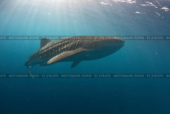 A whale shark swimming in the blue water of the Bohol Sea, Philippines. VW Pics/Stocktrek Images/TASS. Стоковое фото, агентство ТАСС / Фотобанк Лори