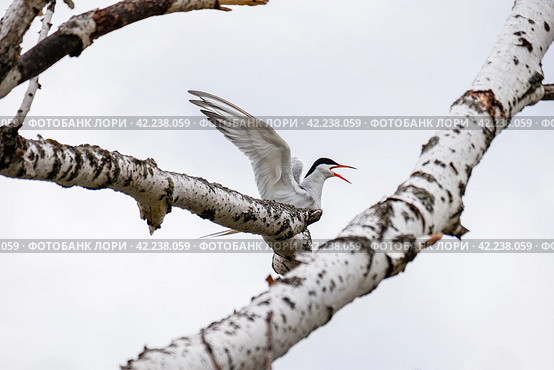 A white bird flaps its wings and takes off from a branch. Стоковое фото, фотограф Сергей Матвеев / Фотобанк Лори
