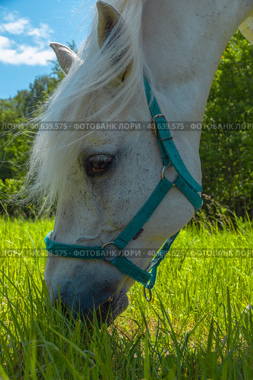A white horse eats fresh young grass in a meadow. Стоковое фото, фотограф Ярославский Максим / Фотобанк Лори