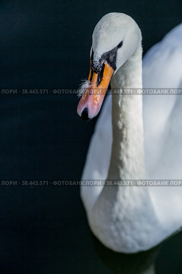 A white swan swims in the pond of the city park. Russia. Close-up of a bird in the water. In the distance you can see the beach with sun loungers. People are resting by the water. (2022 год). Стоковое фото, фотограф Photojuli / Фотобанк Лори