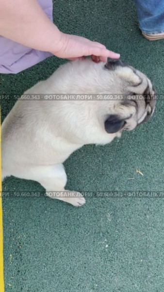 A woman pet owner is petting her pet pug dog on the street. Pug dog walk, Is the dog hot. Стоковое видео, видеограф Терехова Марина / Фотобанк Лори