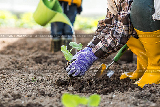 A woman's hands in gardening gloves hold a young plant in the ground. Pumpkin and squash seedlings are planted in the ground. The concept of spring planting of vegetables and agriculture. Стоковое фото, фотограф Photojuli / Фотобанк Лори