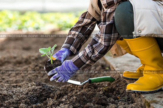 A woman's hands in gardening gloves hold a young plant in the ground. Pumpkin and squash seedlings are planted in the ground. The concept of spring planting of vegetables and agriculture. Стоковое фото, фотограф Photojuli / Фотобанк Лори