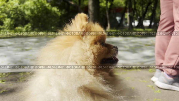 A wonderful red-haired pomeranian is sitting in the sun and waiting for his mistress. Decorative dog breeds. Стоковое видео, видеограф Ярославский Максим / Фотобанк Лори