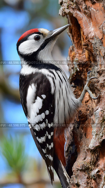 A woodpecker is perched on a tree branch. Стоковое AI-изображение, AI-художник Ярославский Максим / Фотобанк Лори