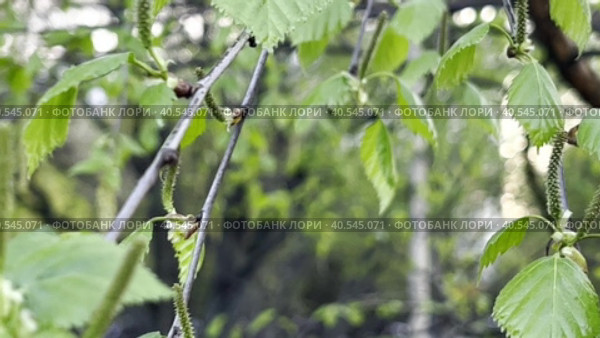 A young birch branch with flowering catkins in early spring. A natural sketch. Biroll. Стоковое видео, видеограф Ярославский Максим / Фотобанк Лори