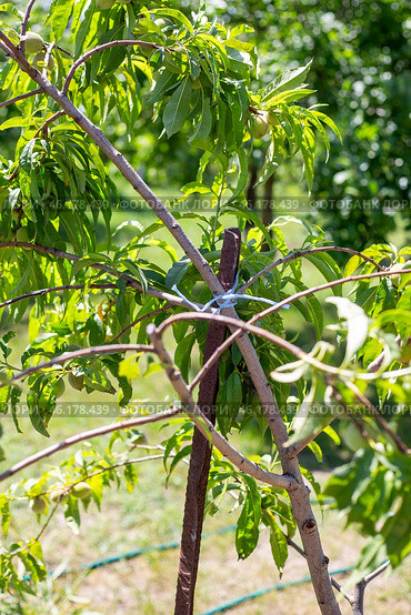 A young peach tree with broken branches is tied to a trellis. Tree care in adverse weather conditions. Стоковое фото, фотограф Коханова Наталья / Фотобанк Лори