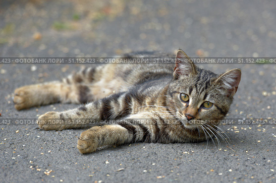 A young tabby cat with a beautiful tiger coloring is lying on the asphalt. The animal is relaxed, but looks attentively straight into the camera, which creates a sense of contact and trust. Expressive yellow eyes, long white whiskers and soft fur with a characteristic pattern are clearly visible. The background is neutral, blurred, without distracting details, which puts the emphasis on the animal itself. The photo is suitable for topics related to pets, cat care, the life of homeless animals, veterinary medicine and animal protection. Стоковое фото, фотограф Анна Кривицкая / Фотобанк Лори