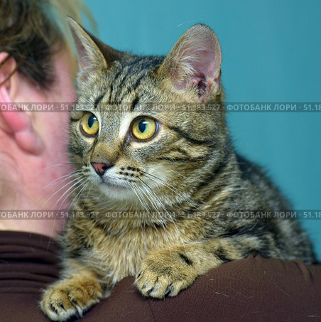 A young tabby cat with large expressive yellow eyes. The animal sits on a person's shoulder and looks forward attentively. Its fur is short, with a characteristic tiger pattern, and its whiskers are long and white. The cat's paws are confidently placed on the shoulder, which creates an impression of trust and calm in the relationship between the pet and the person. The background is plain blue, which emphasizes the contrast with the color of the cat's fur and emphasizes its muzzle and expressive look. The atmosphere of the photo conveys warmth, care and closeness between the animal and its owner. Стоковое фото, фотограф Анна Кривицкая / Фотобанк Лори