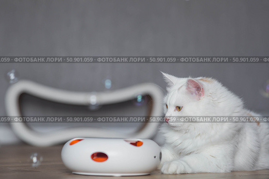 A young white fluffy cat is playing with an electronic toy. Pet gadgets. Pet care and maintenance. Стоковое фото, фотограф Photojuli / Фотобанк Лори