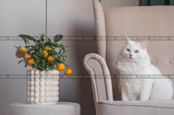 A young white fluffy cat is sitting on a beige armchair in the living room. Pet care. Стоковое фото, фотограф Photojuli / Фотобанк Лори