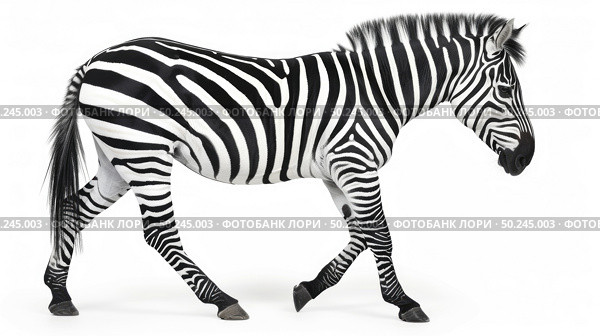 A zebra is strolling across a plain white background. Стоковое AI-изображение, AI-художник Данила Большаков / Фотобанк Лори