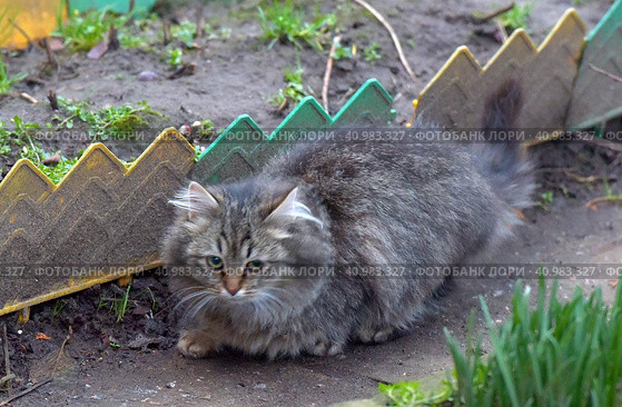 Abandoned homeless kittens on the street. Стоковое фото, фотограф Анна Кривицкая / Фотобанк Лори