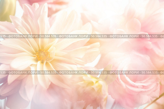 Abstract pink peony flower background. Стоковое фото, агентство Ingram Publishing / Фотобанк Лори