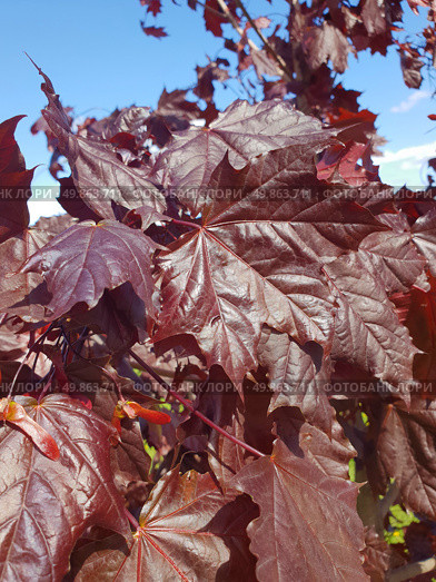 Acer platanoides is a Norway Maple Royal red. Стоковое фото, фотограф Володина Ольга / Фотобанк Лори