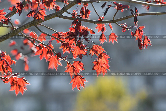Acer platanoides is a Norway Maple Royal red. Young spring leaves in backlight. Стоковое фото, фотограф Володина Ольга / Фотобанк Лори