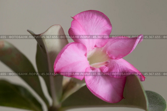Adenium obesum flower, close up shot. Стоковое фото, фотограф Александр Курлович / Фотобанк Лори