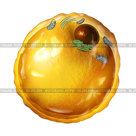 Adipocyte fat cell microscopic diagram with mitochondria nucleus and triglycerides as an anatomy diagram concept isolated on a white background as a 3D render. Стоковое фото, агентство Ingram Publishing / Фотобанк Лори