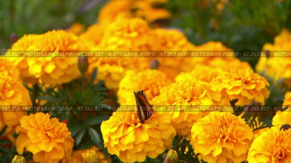 Admiral butterfly sitting on a yellow flower. Стоковое видео, видеограф Алексей Сергеев / Фотобанк Лори